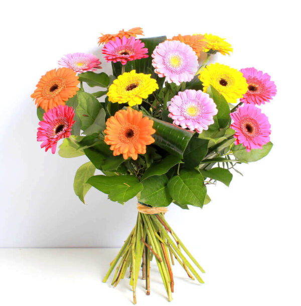 Vibrant Germinis
