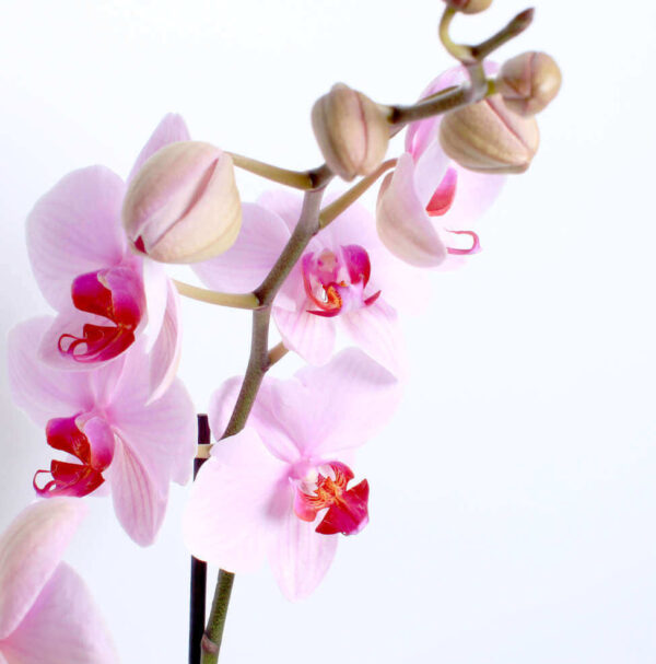 Pink Orchid Planter - Image 2