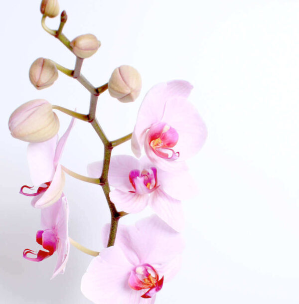 Pink Orchid Planter - Image 3