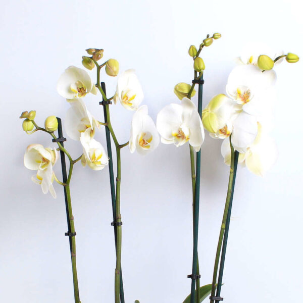 White Orchid Planter - Image 3