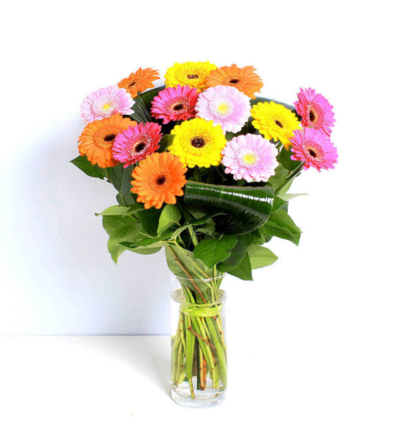Vibrant Germinis - Image 3